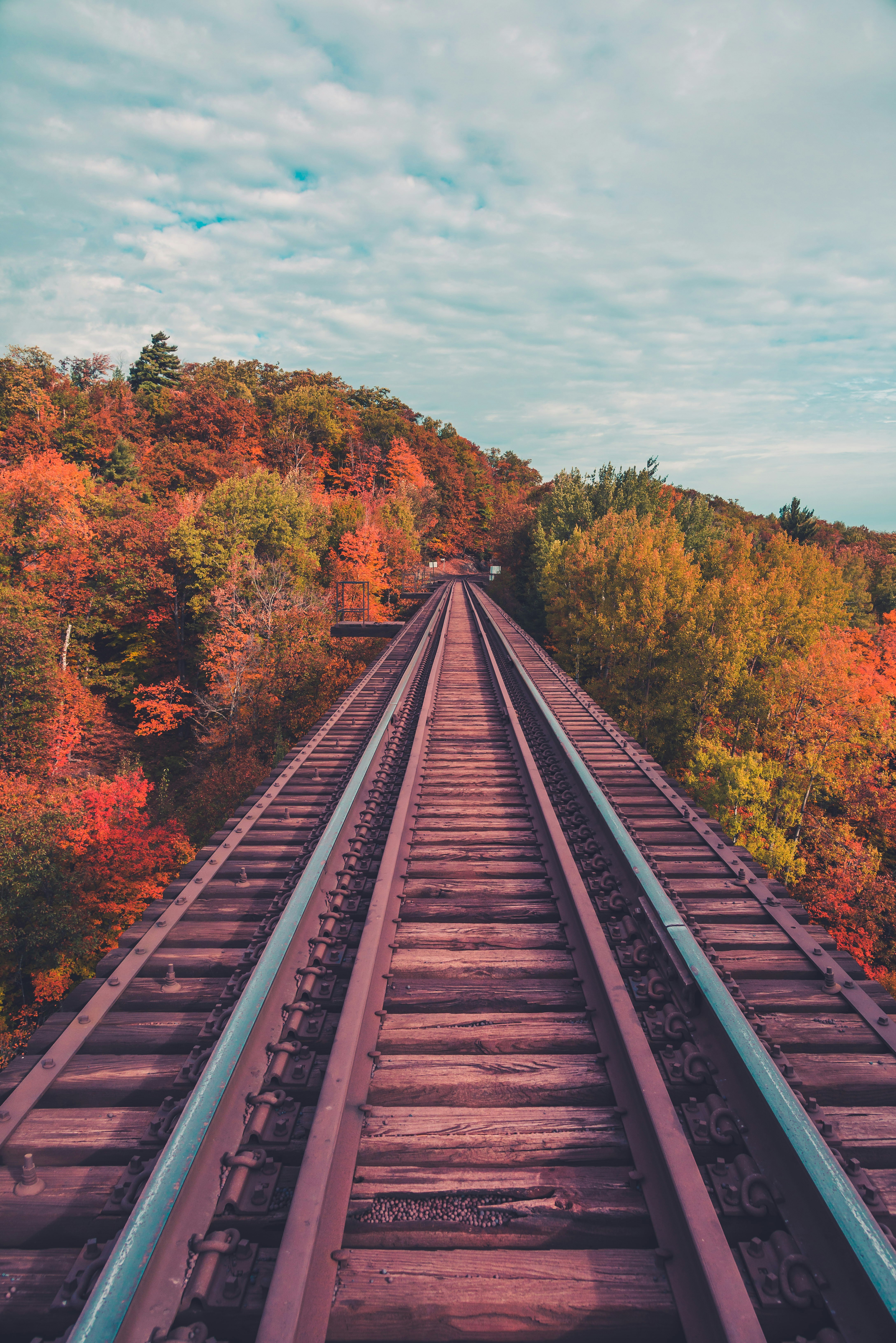 train rail between trees during daytime